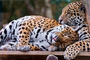 Jaguars Laying About!