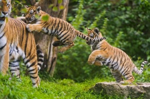 Tigers Playing